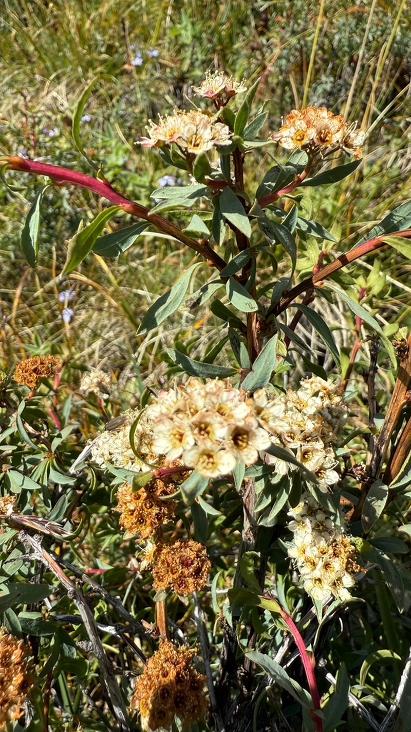 Spiraea tianschanica photo 5