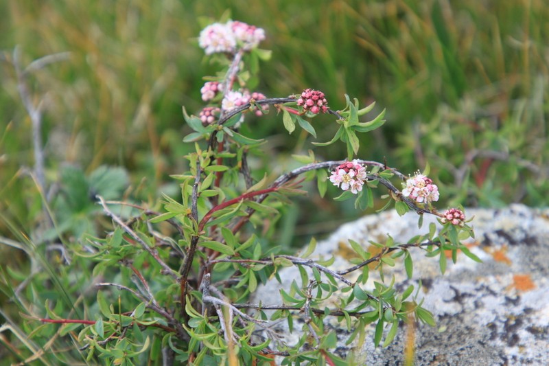 Spiraea tianschanica photo 7