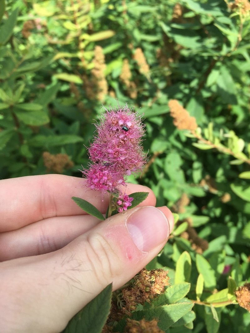Steeplebush photo 2