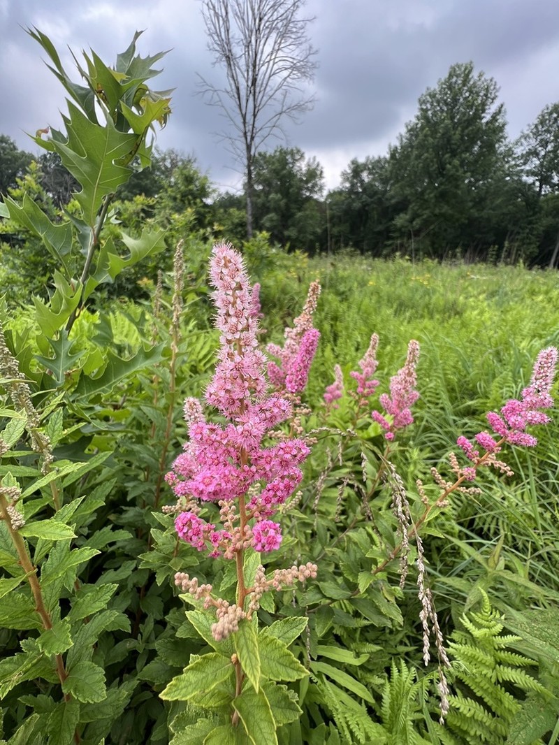 Steeplebush photo 3