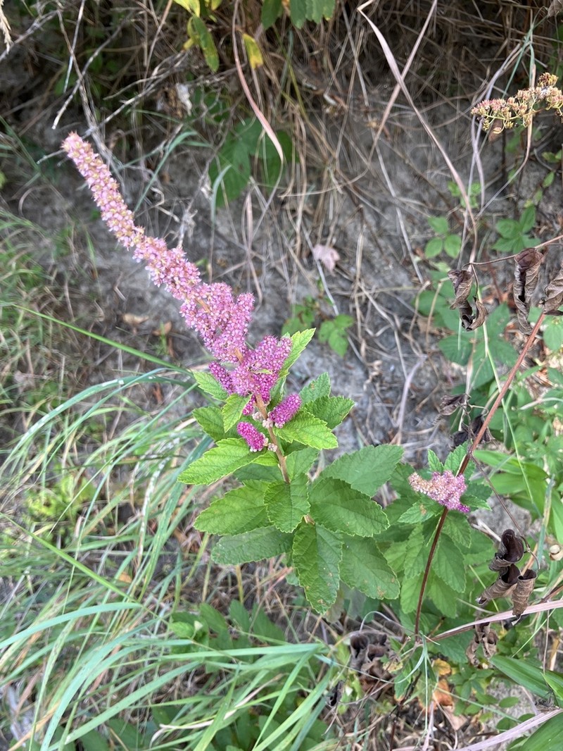 Steeplebush photo 4