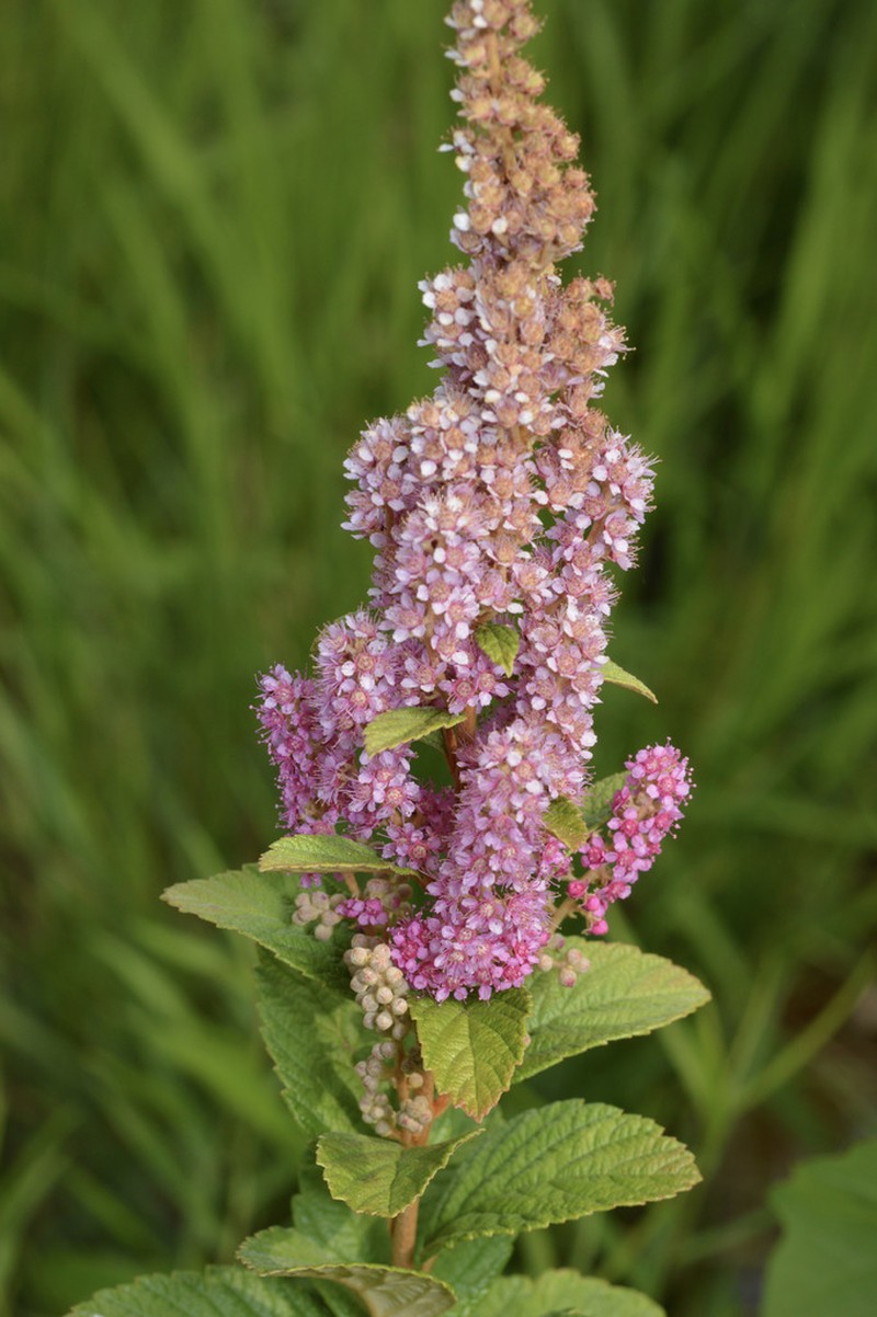 Steeplebush photo 5
