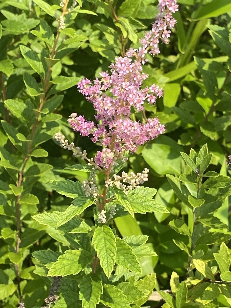 Steeplebush photo 6