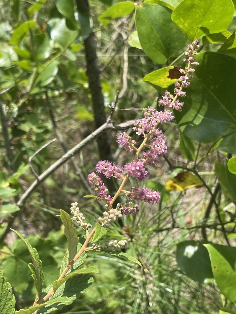 Steeplebush photo 7