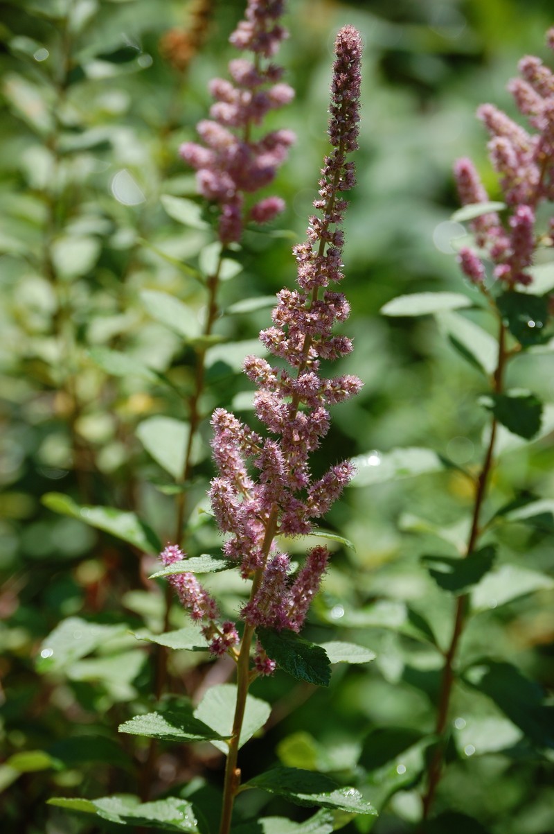 Steeplebush photo 2