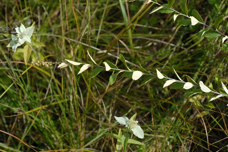 Steeplebush photo 3