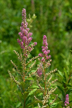 Steeplebush