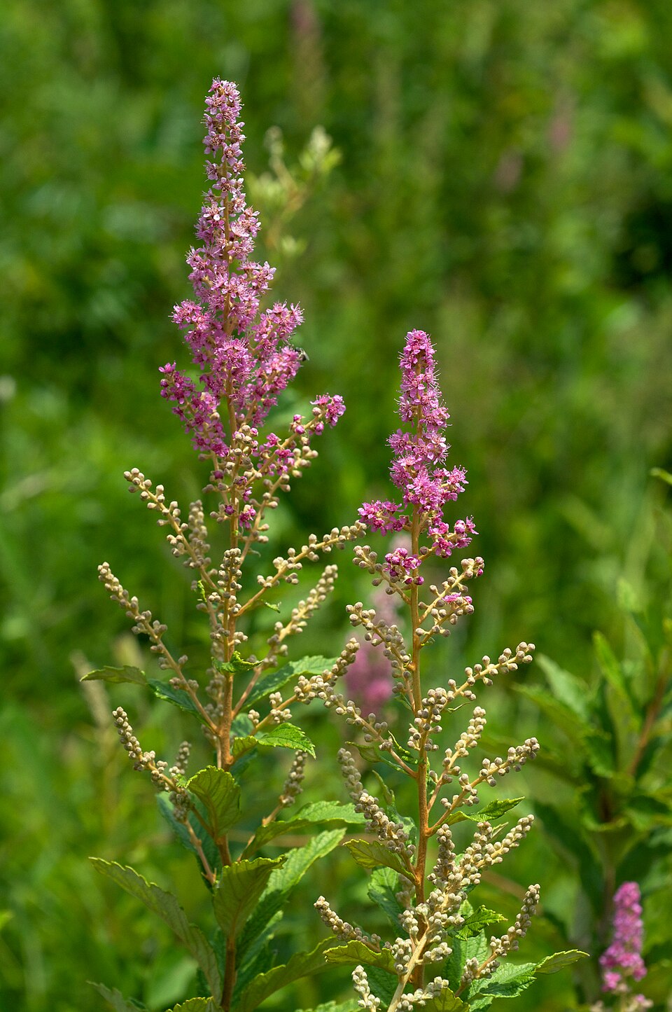 Steeplebush