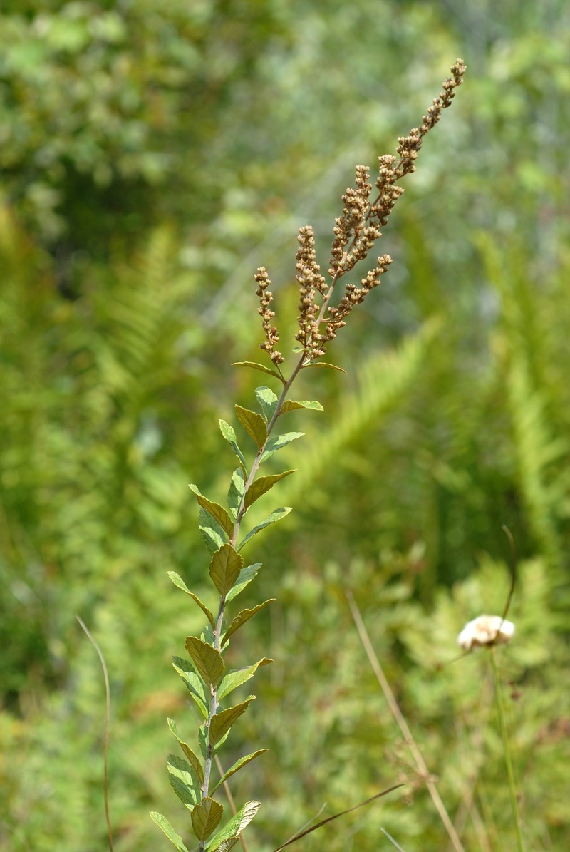 Steeplebush photo 4