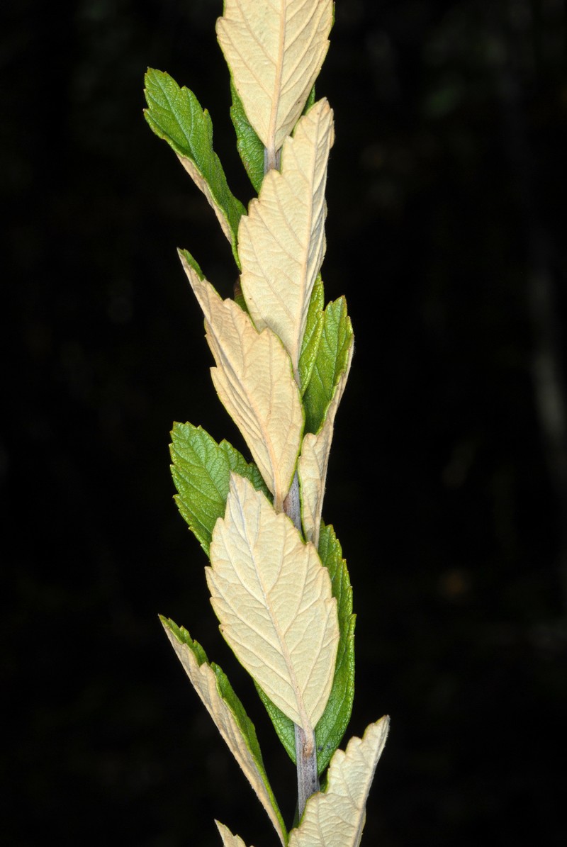Steeplebush photo 5