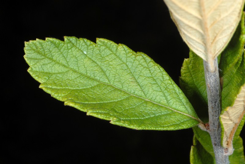Steeplebush photo 6