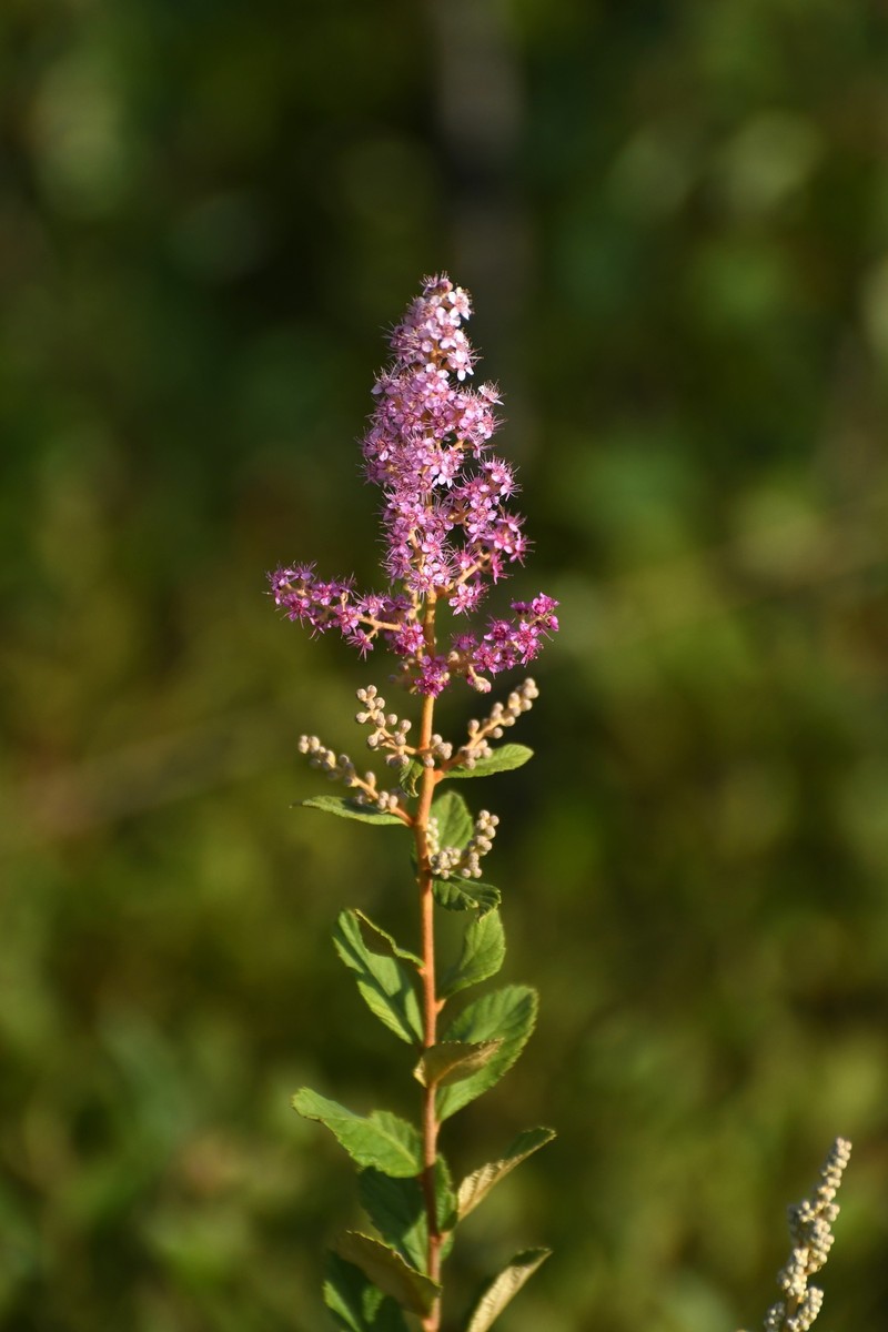 Spiraea tomentosa var. rosea