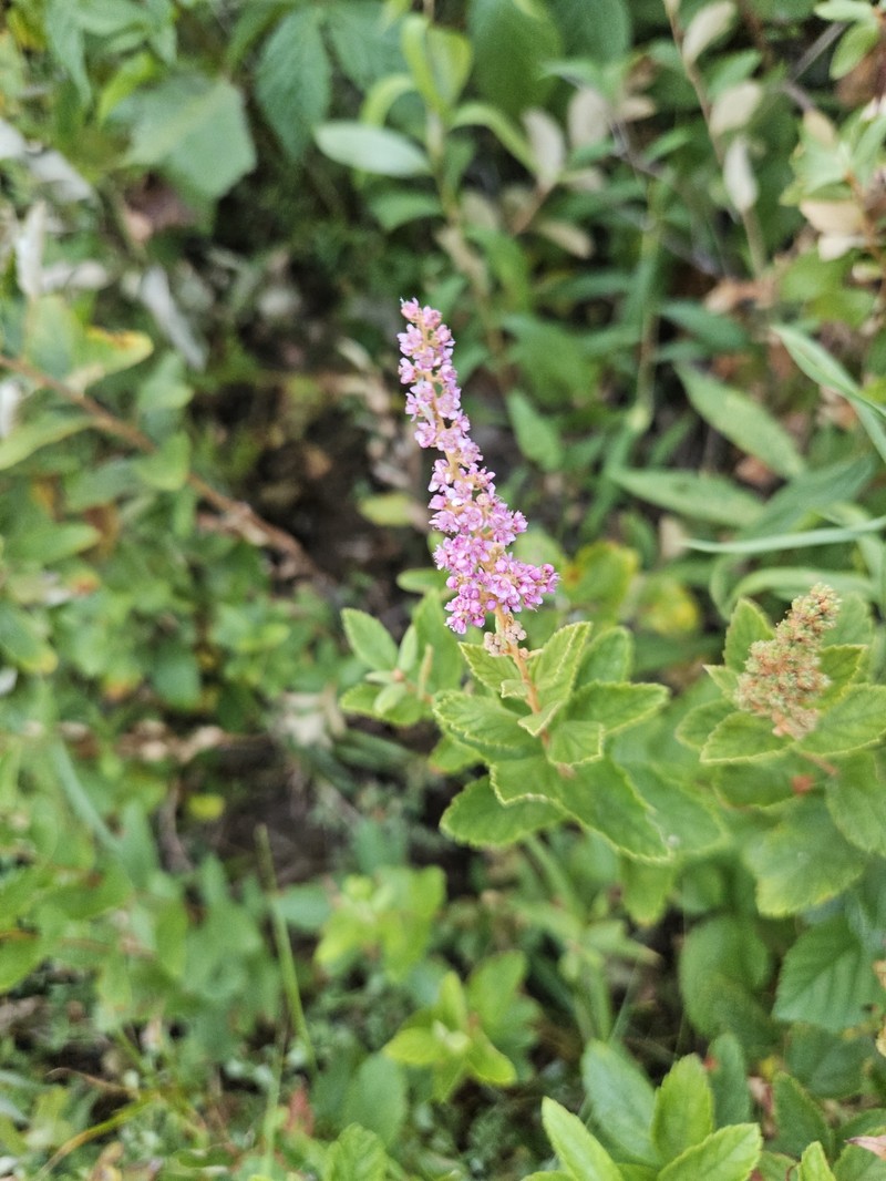 Spiraea tomentosa var. rosea photo 2