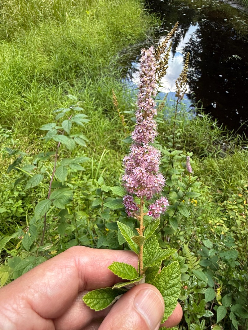 Spiraea tomentosa var. rosea photo 4