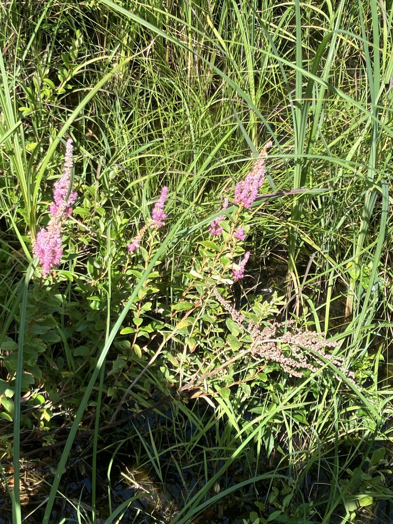 Spiraea tomentosa var. rosea photo 5