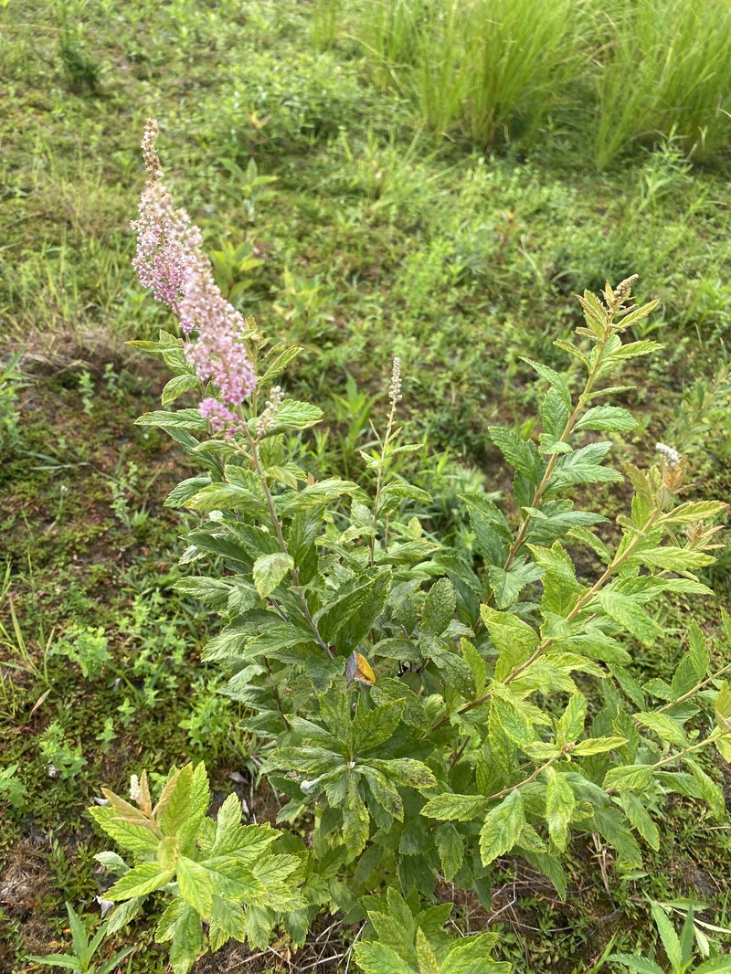 Spiraea tomentosa var. rosea photo 6