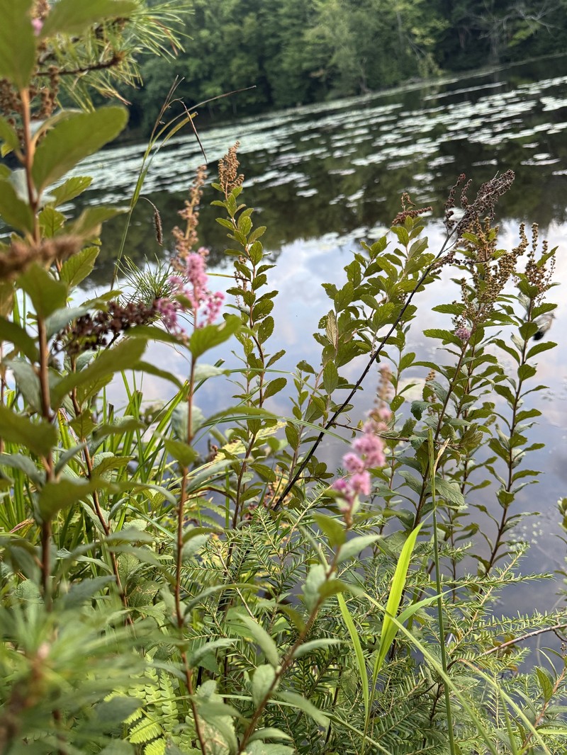 Spiraea tomentosa var. rosea photo 7