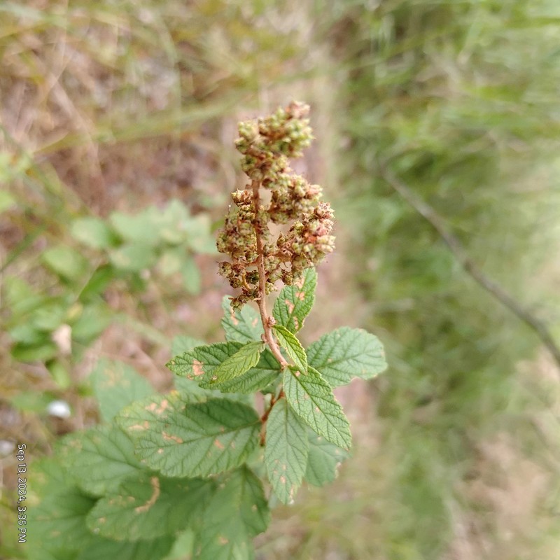 Spiraea tomentosa var. rosea photo 8