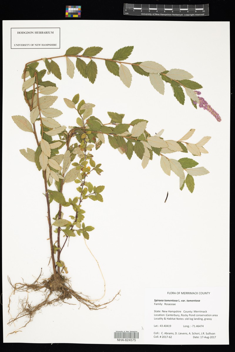 Spiraea tomentosa var. tomentosa