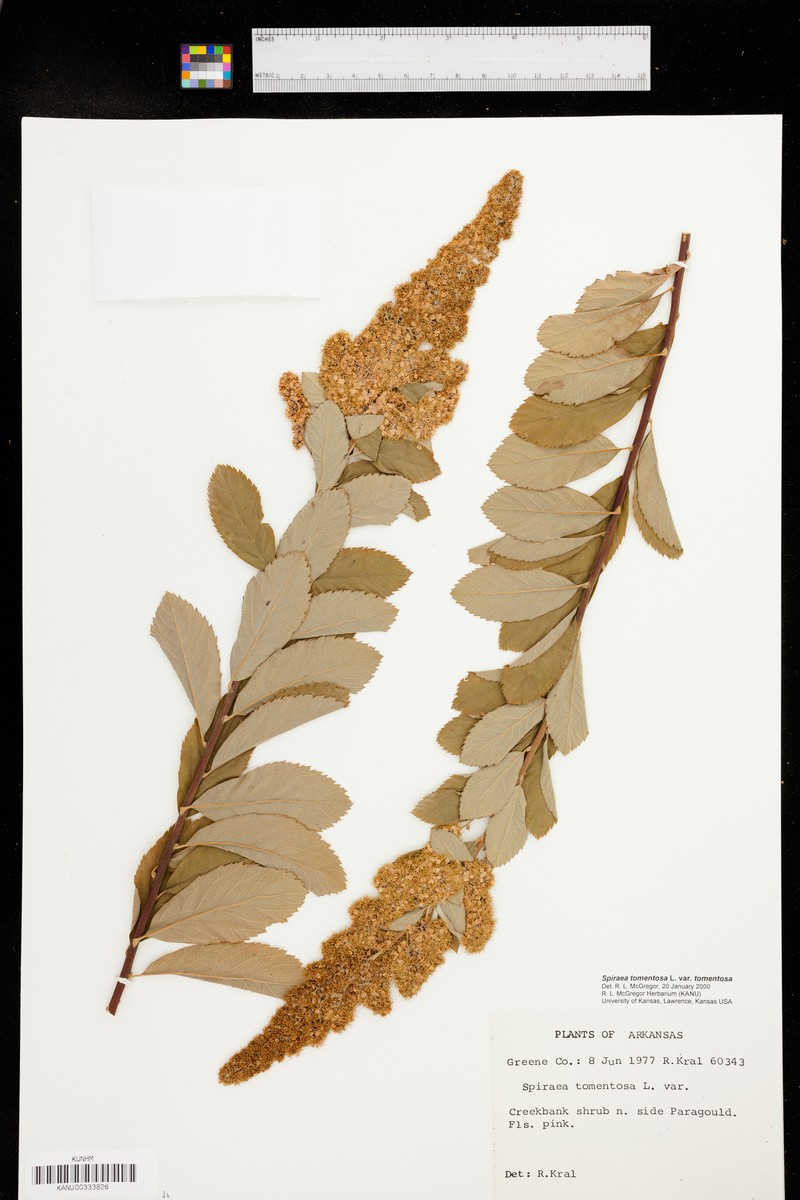 Spiraea tomentosa var. tomentosa photo 2