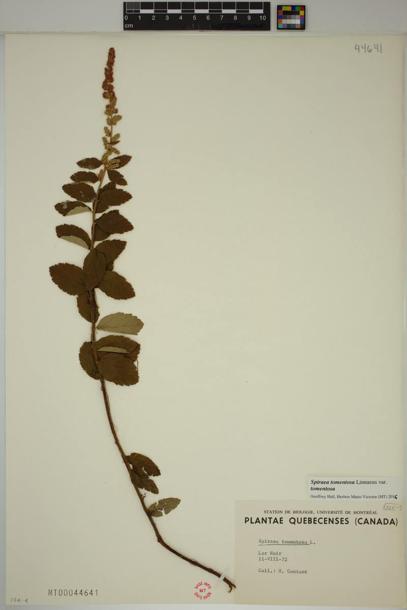 Spiraea tomentosa var. tomentosa photo 3