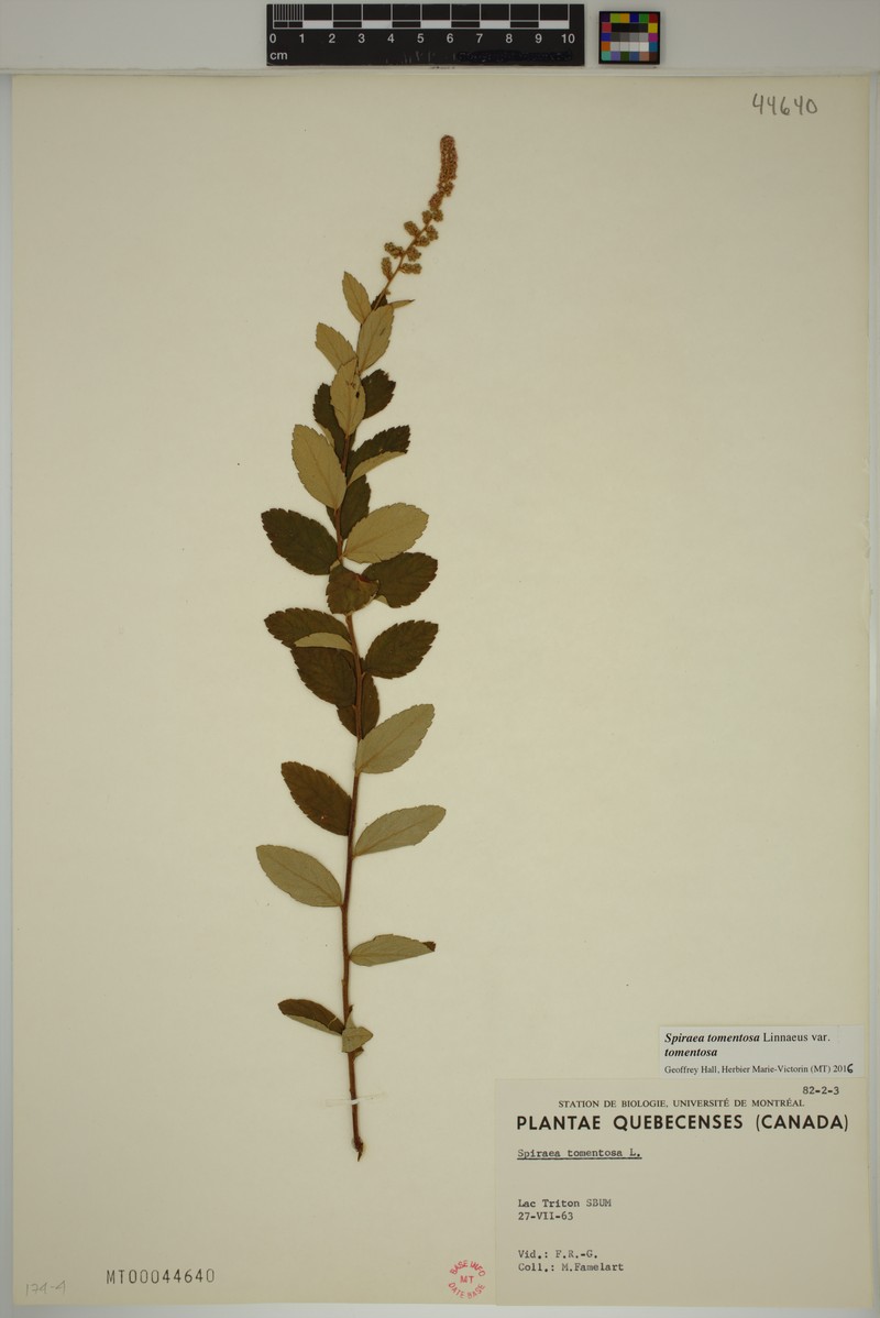 Spiraea tomentosa var. tomentosa photo 4