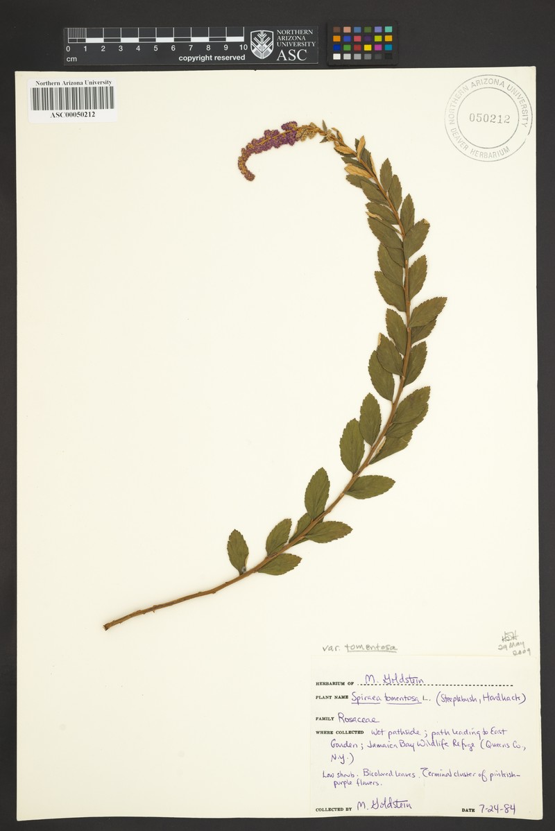 Spiraea tomentosa var. tomentosa photo 5