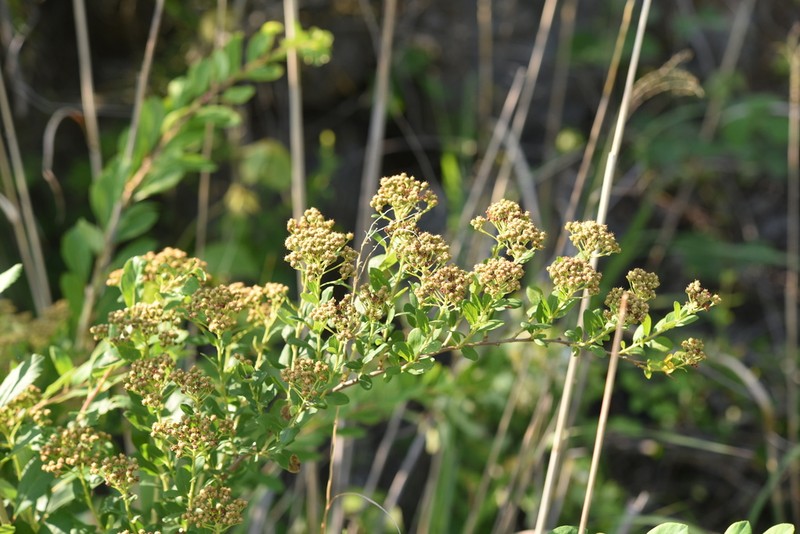 Spiraea trichocarpa