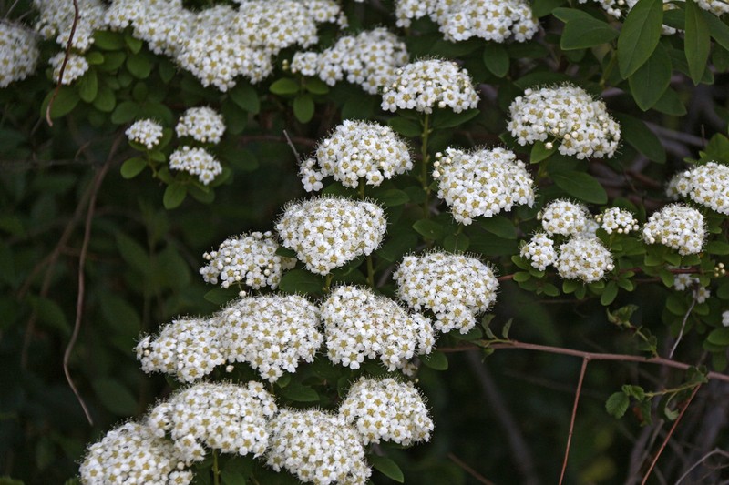 Spiraea trichocarpa photo 2