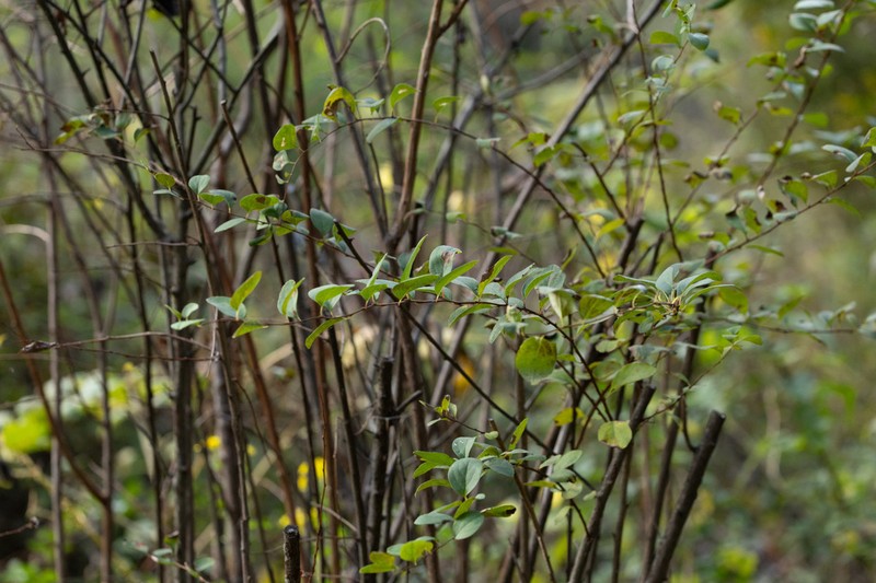 Spiraea trichocarpa photo 3