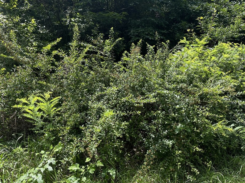 Spiraea trichocarpa photo 4