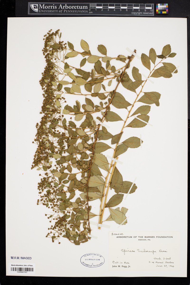 Spiraea trichocarpa photo 5
