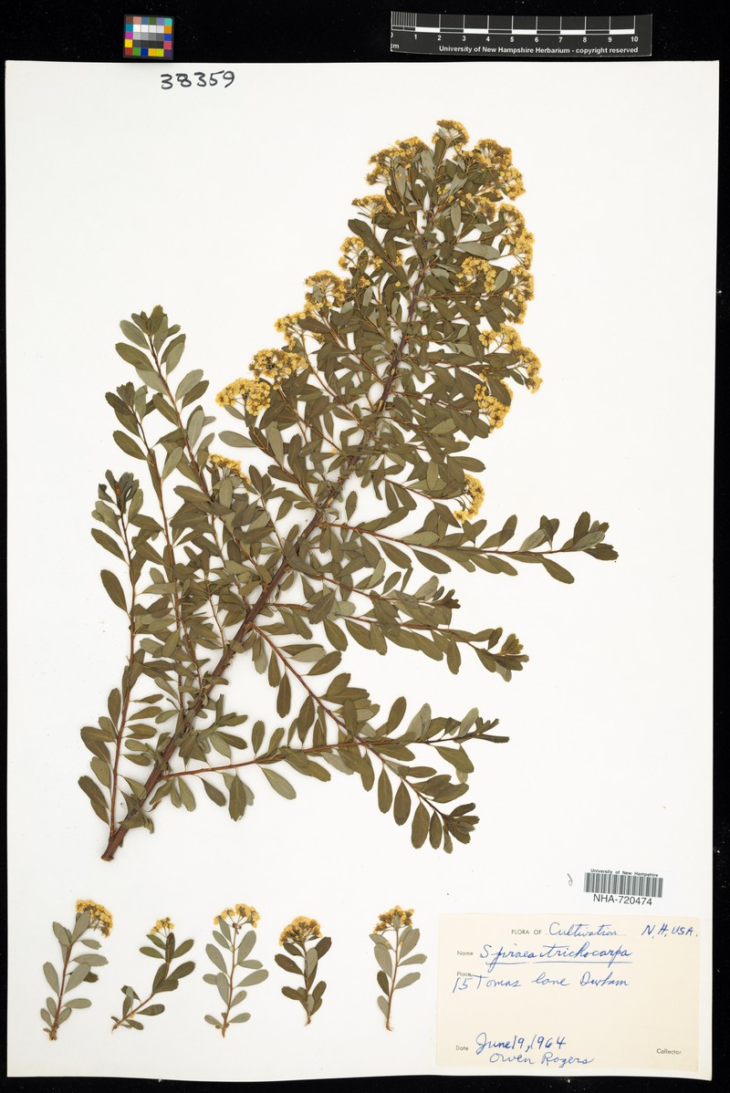 Spiraea trichocarpa photo 6