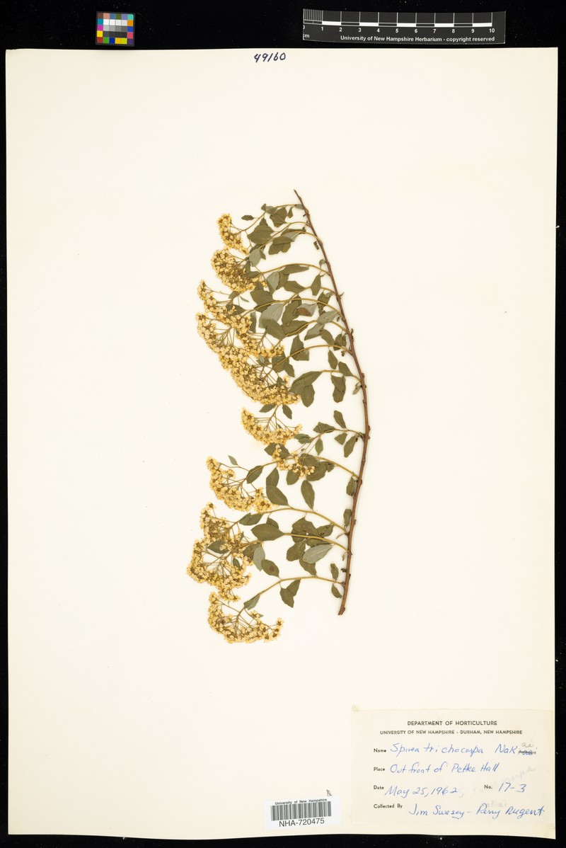 Spiraea trichocarpa photo 7