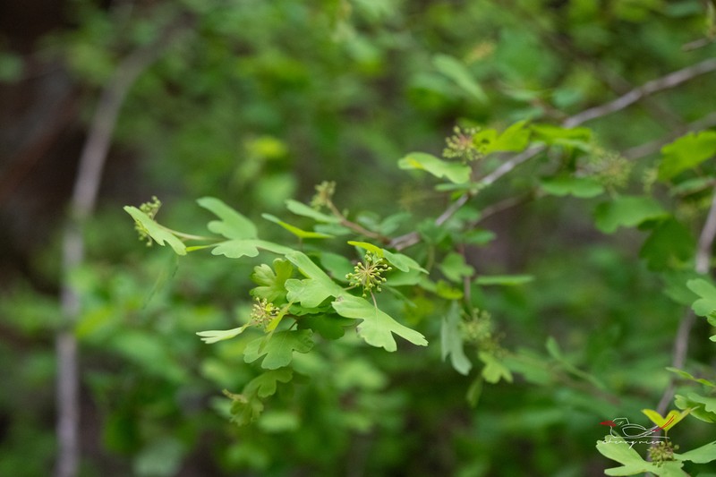 Asian Meadowsweet photo 3