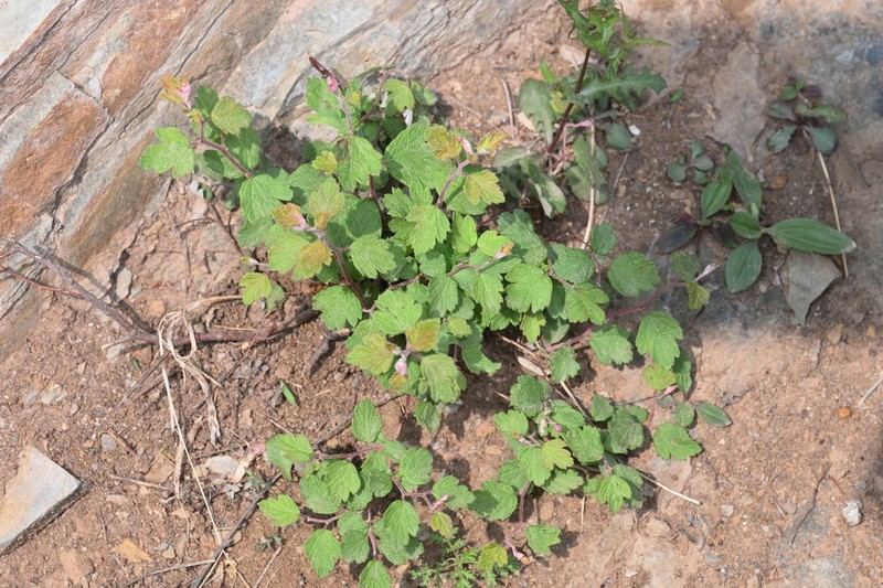 Asian Meadowsweet photo 4