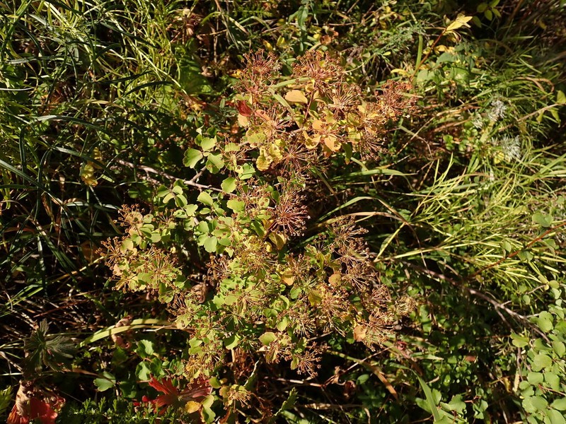 Asian Meadowsweet photo 5