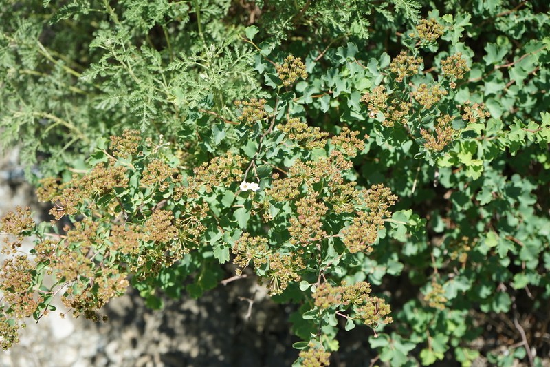 Asian Meadowsweet photo 6