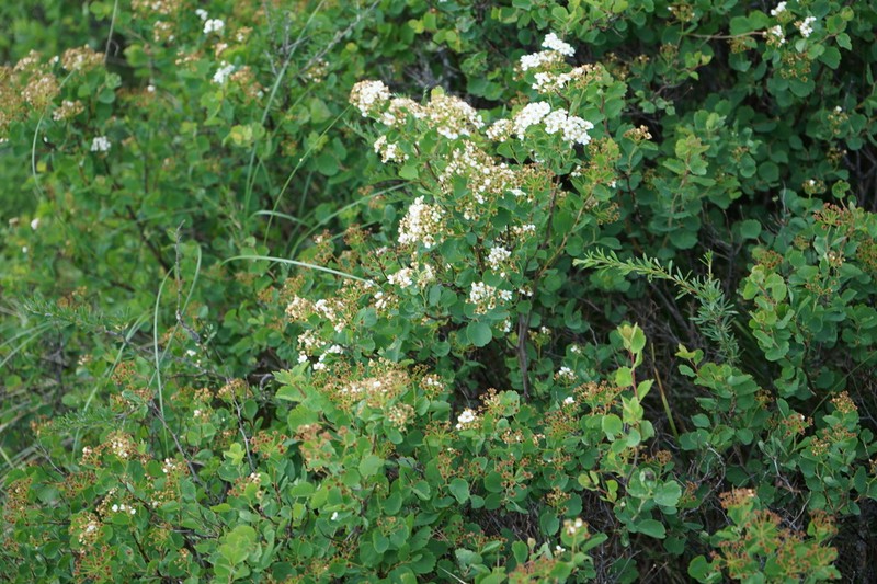 Asian Meadowsweet photo 7