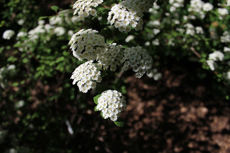 Asian Meadowsweet photo 4
