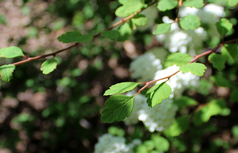 Asian Meadowsweet photo 5