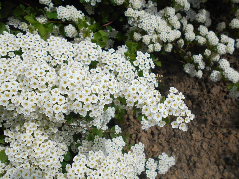 Asian Meadowsweet photo 6