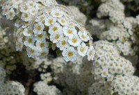 Asian Meadowsweet