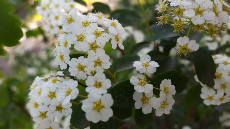 Asian Meadowsweet photo 2