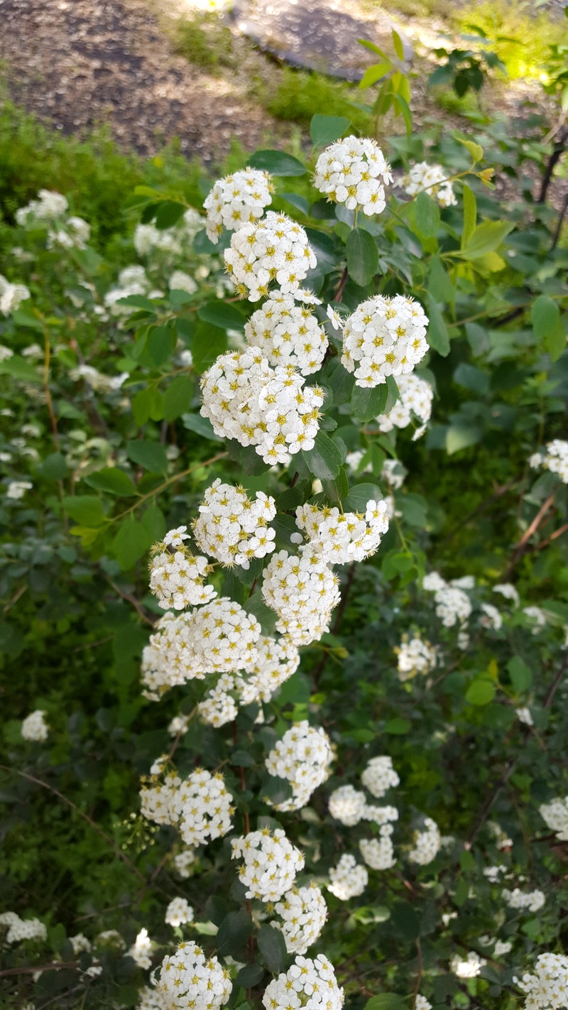 Asian Meadowsweet photo 3