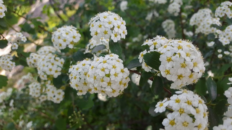 Asian Meadowsweet photo 7