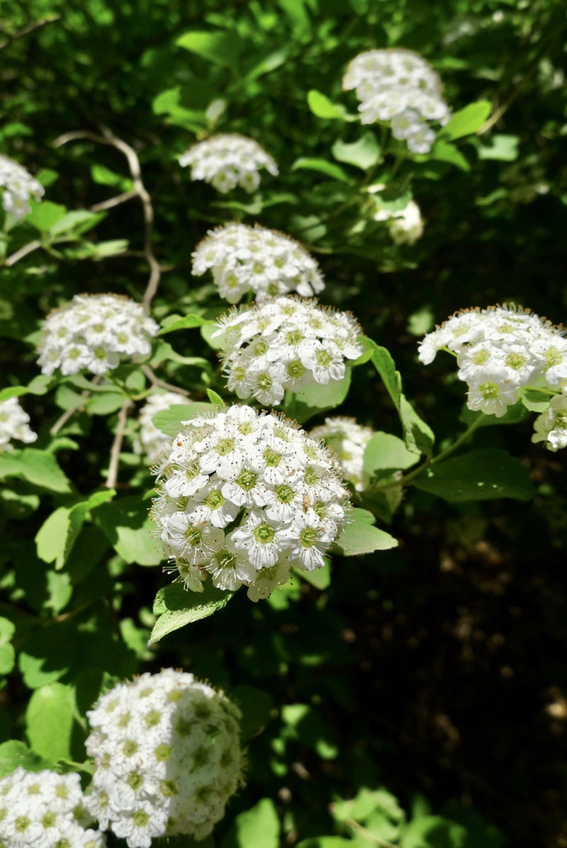 Spiraea turczaninowii