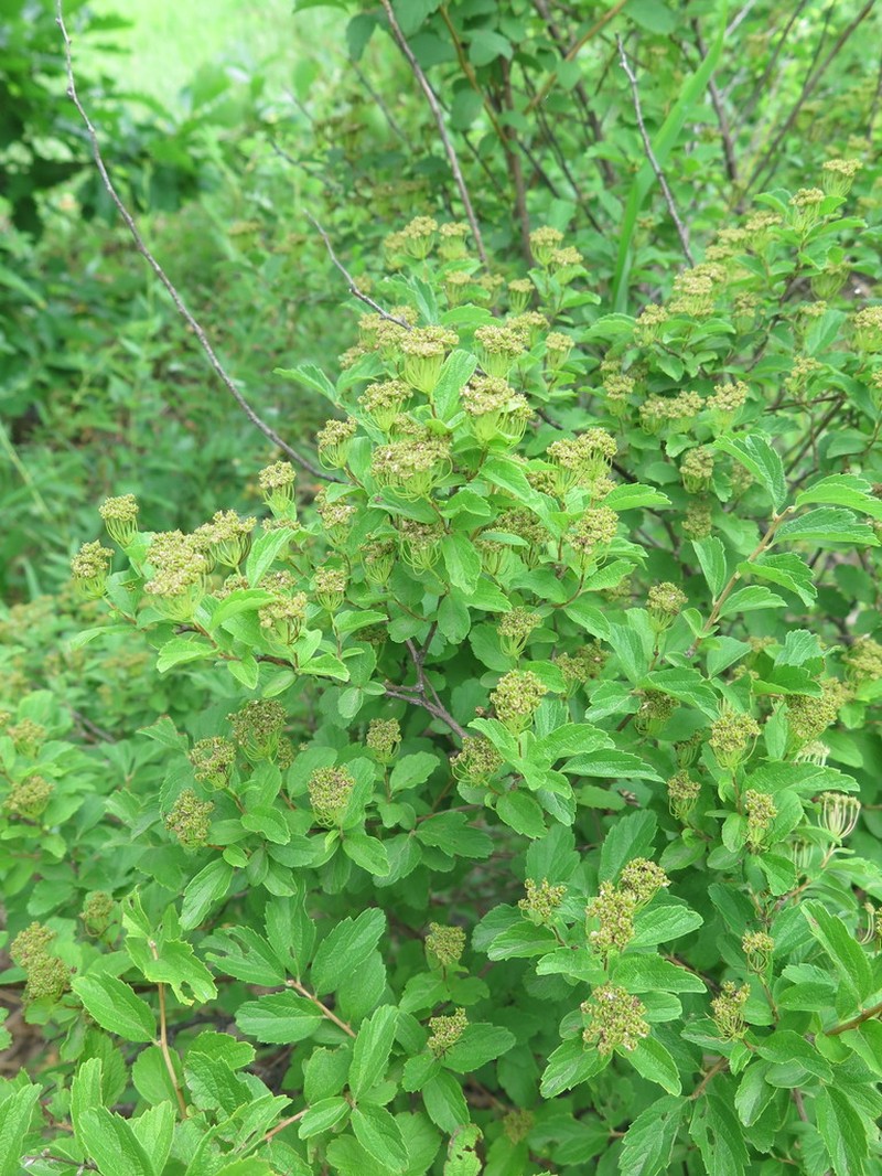 Spiraea turczaninowii photo 3