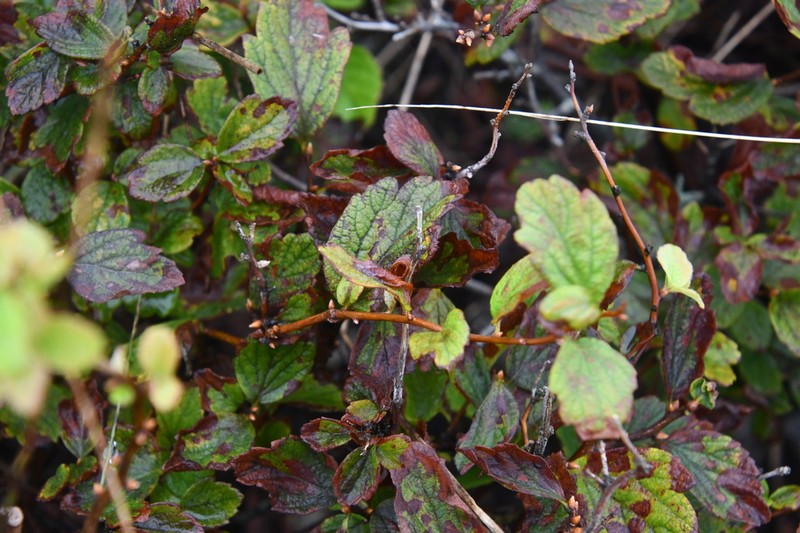 Spiraea turczaninowii photo 4