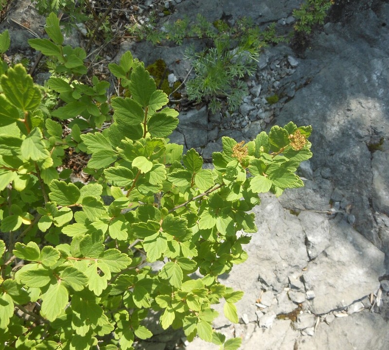 Spiraea turczaninowii photo 5